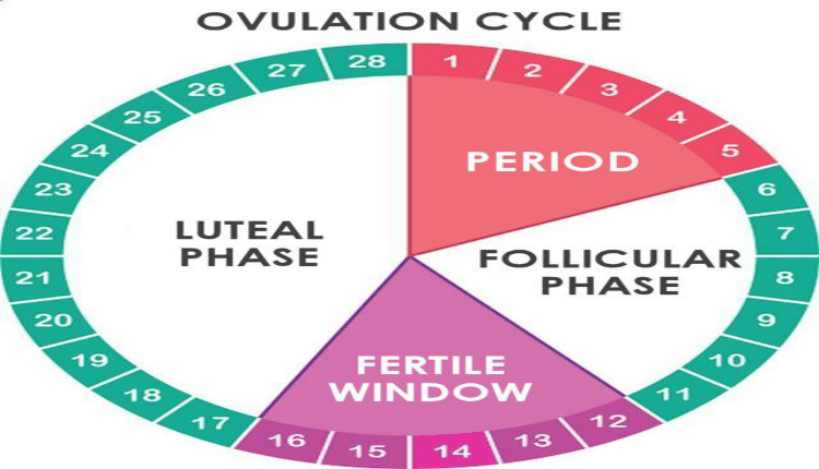 ovulation cycle and signs